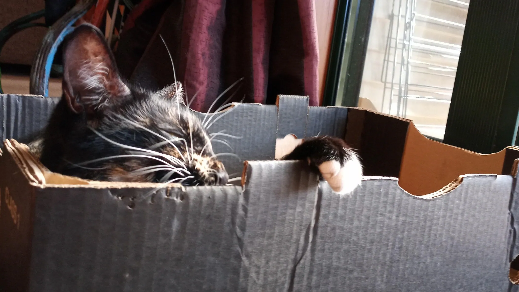 Why do cats love boxes?